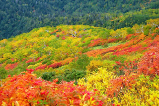 北海道中部：大雪山黒岳の紅葉