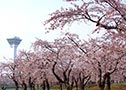 5月上旬　函館のお花見