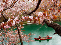 桜の咲く支笏湖