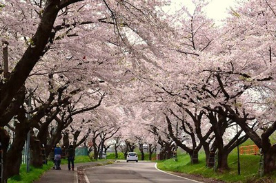 Cherry blossoms corridor,北斗桜回廊