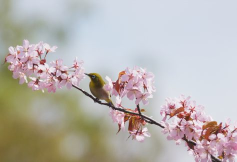 平岡公園の桜とメジロ