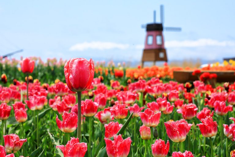 北海道の春の花　チューリップ