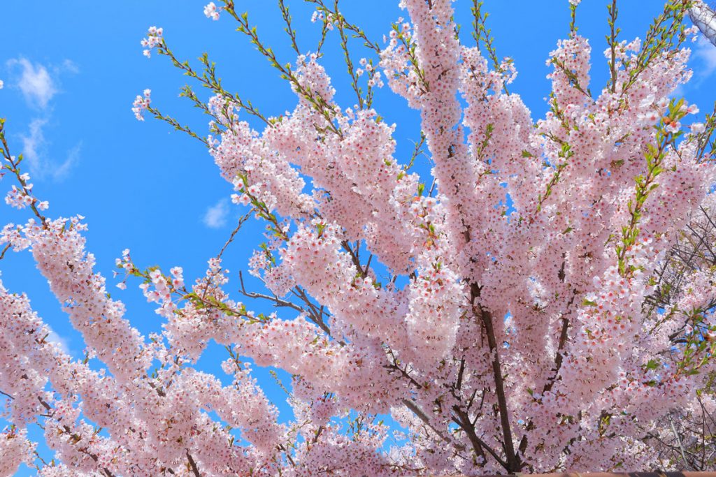 北海道の桜特集 ｜桜の名所・お花見スポット｜悠悠北海道