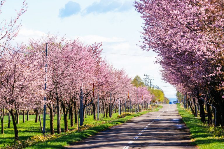 北海道でお花見しよう！絶対見たい【北海道の桜】絶景写真で見ごろと桜スポットを紹介しています | 悠悠北海道