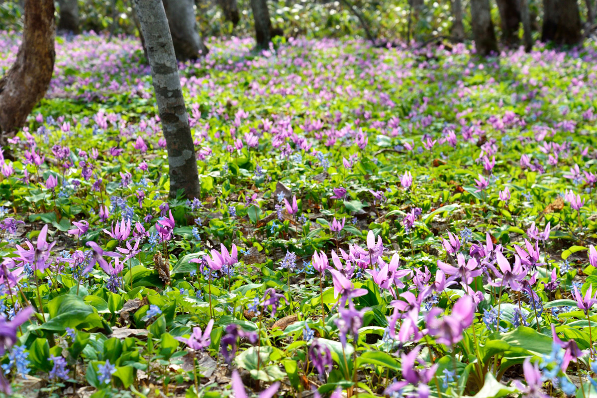 北海道の春の花 4月 6月 北海道の花 桜 高山植物 悠悠北海道