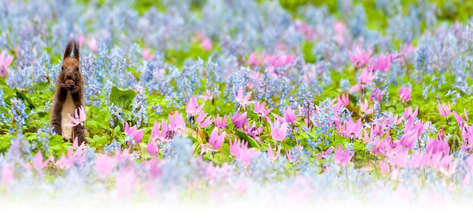 北海道の春の花