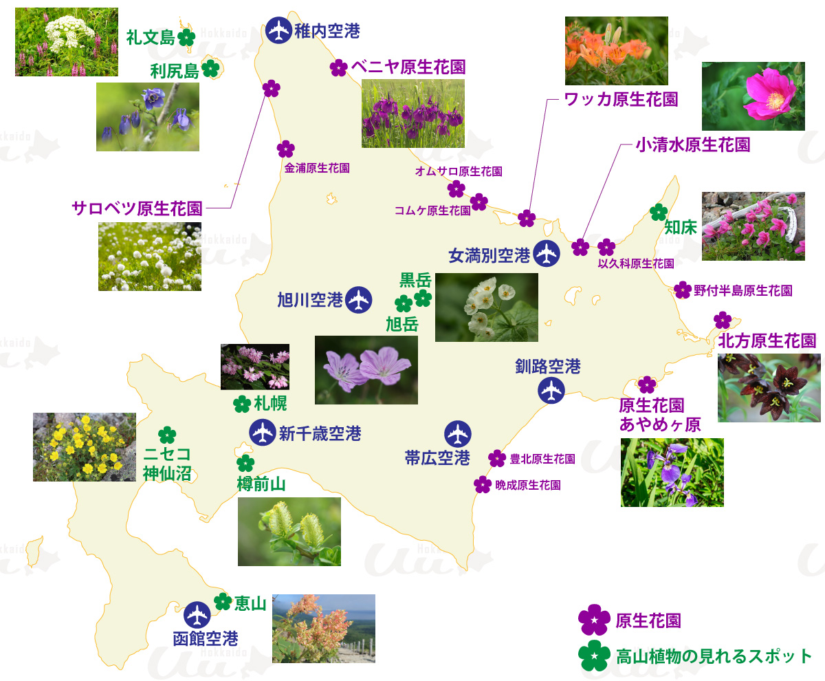 北海道の高山植物・原生花園の花　スポット