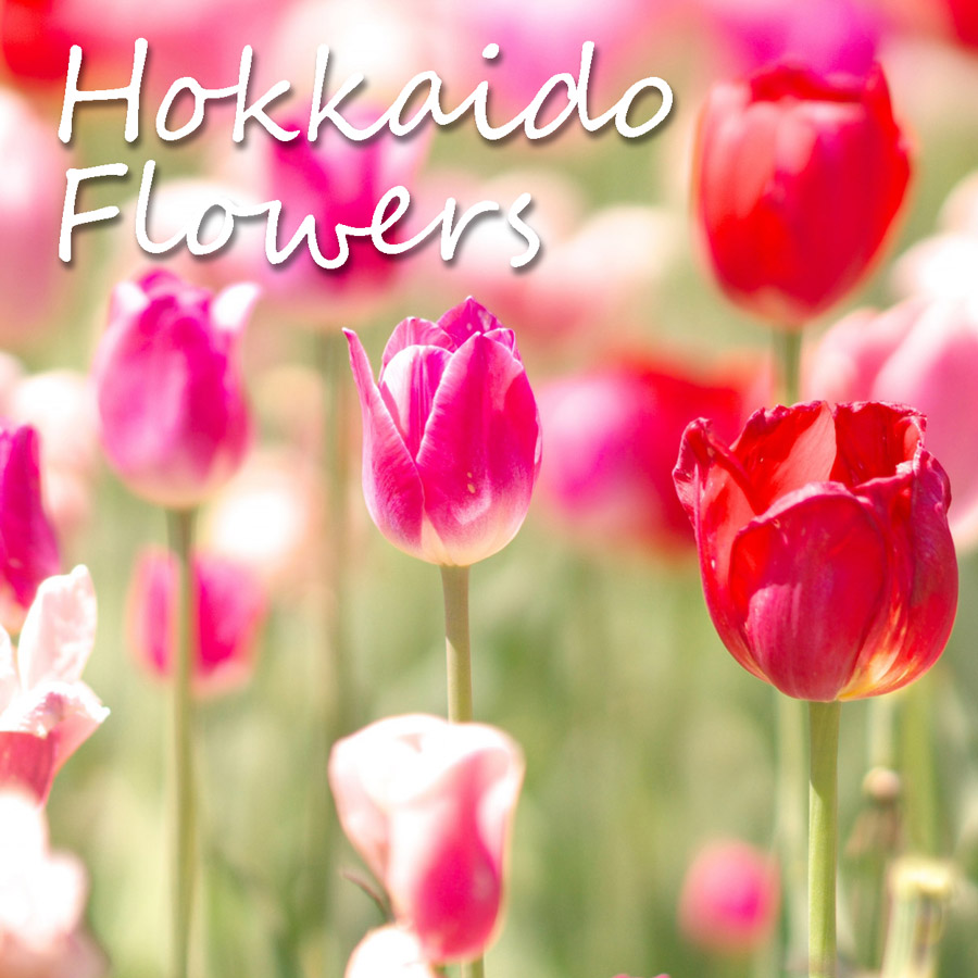 北海道の花