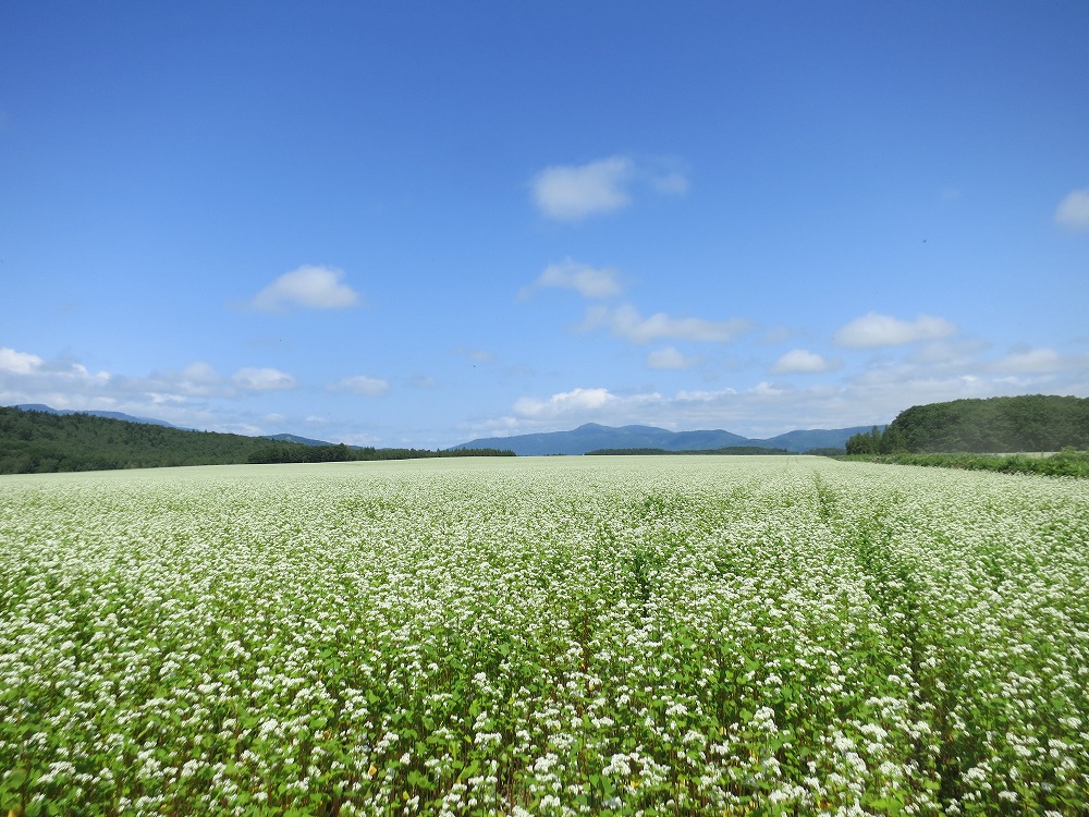 北海道幌加内町　白絨毯の畑 