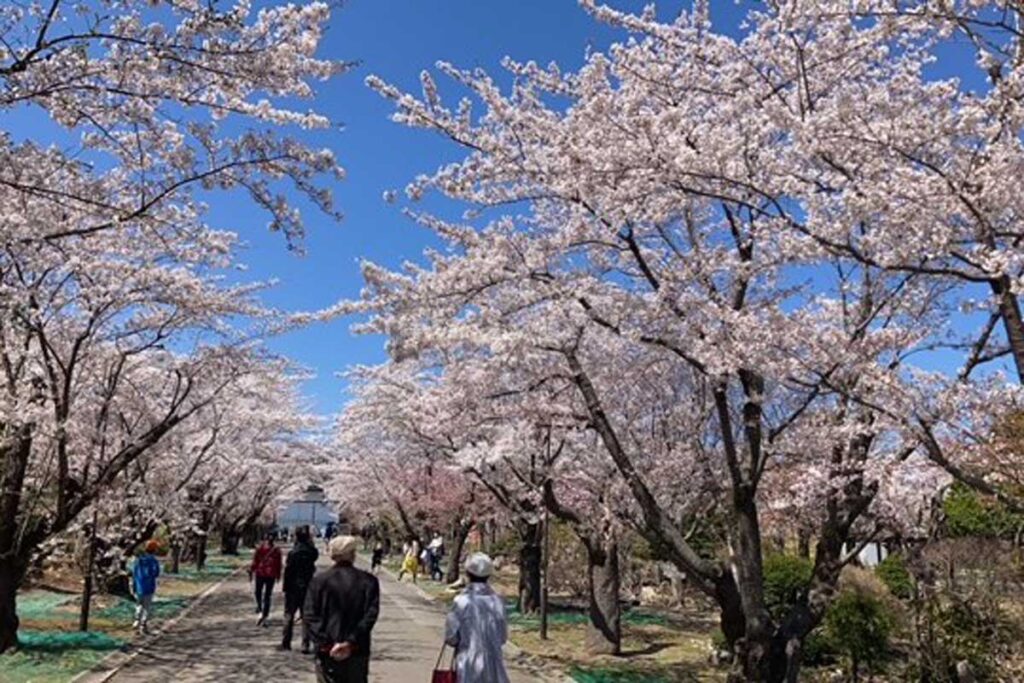 4月下旬は桜のトンネル