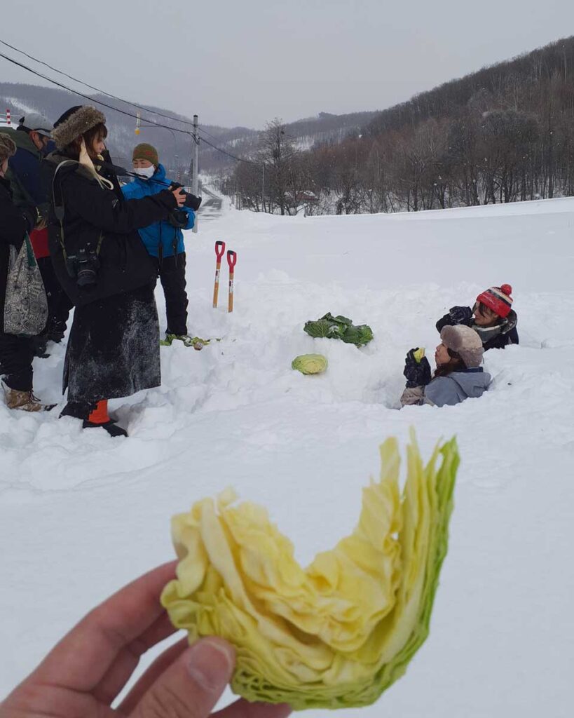 中富良野町　雪の下野菜堀り体験