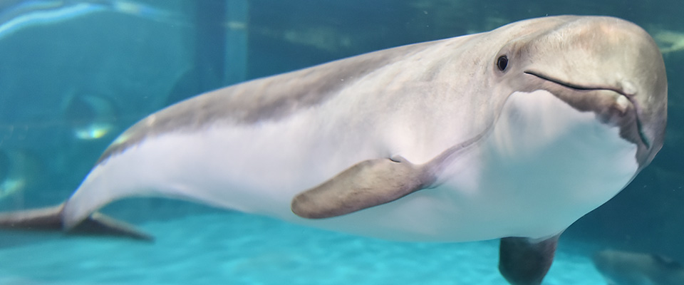 おたる水族館