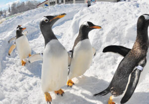 ジェンツーペンギン