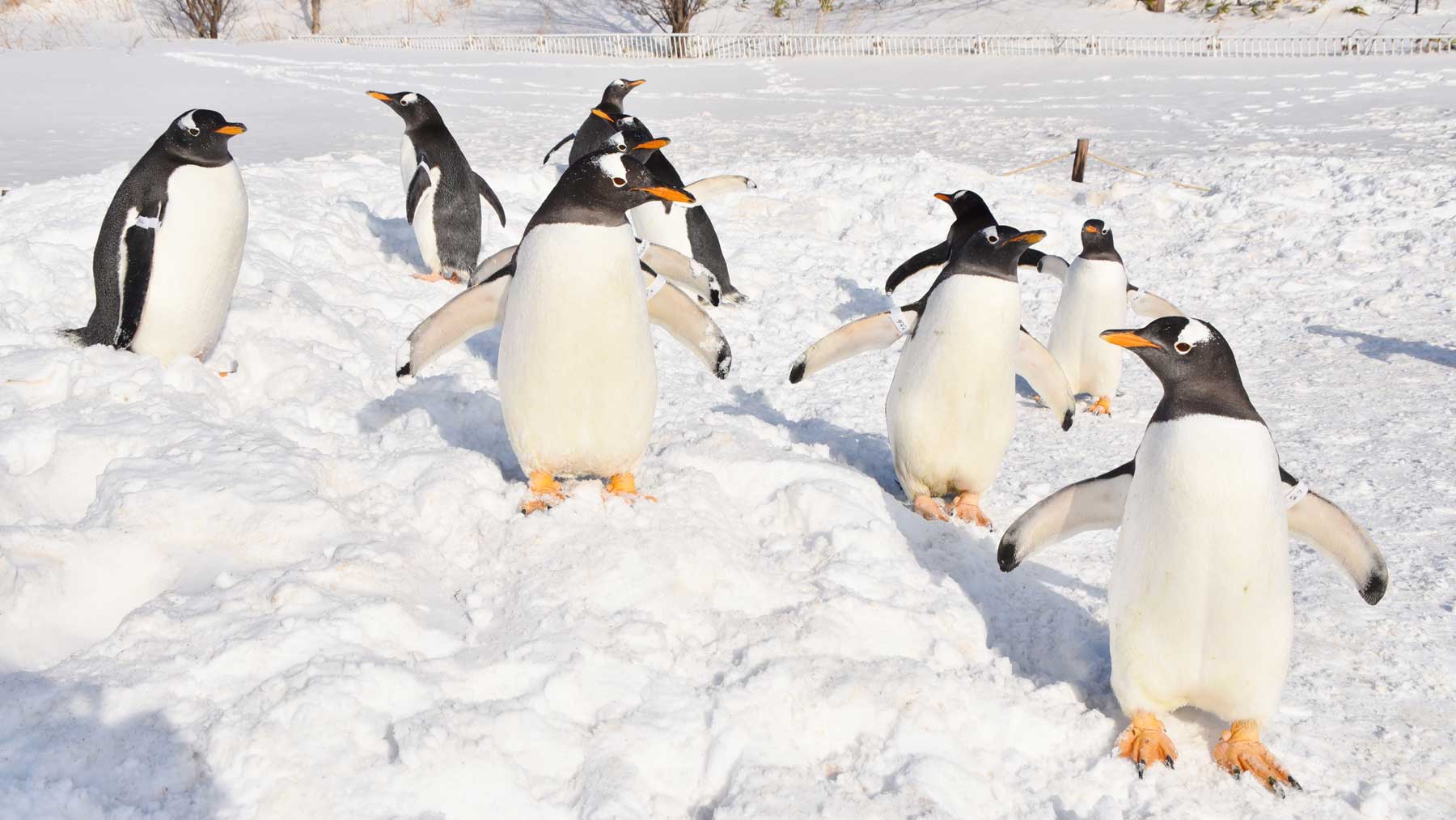 おたる水族館のペンギン