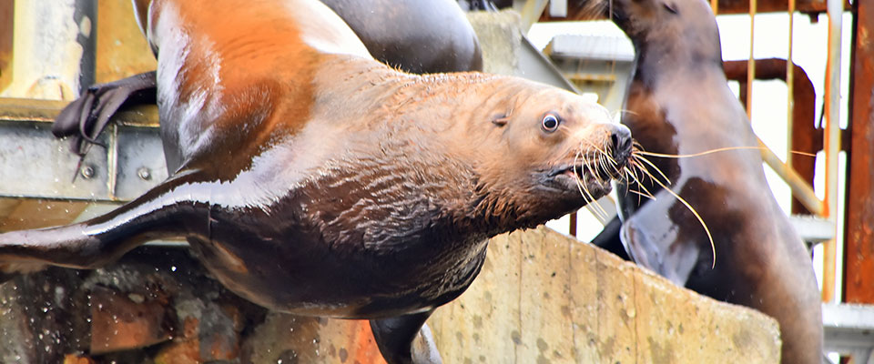 おたる水族館