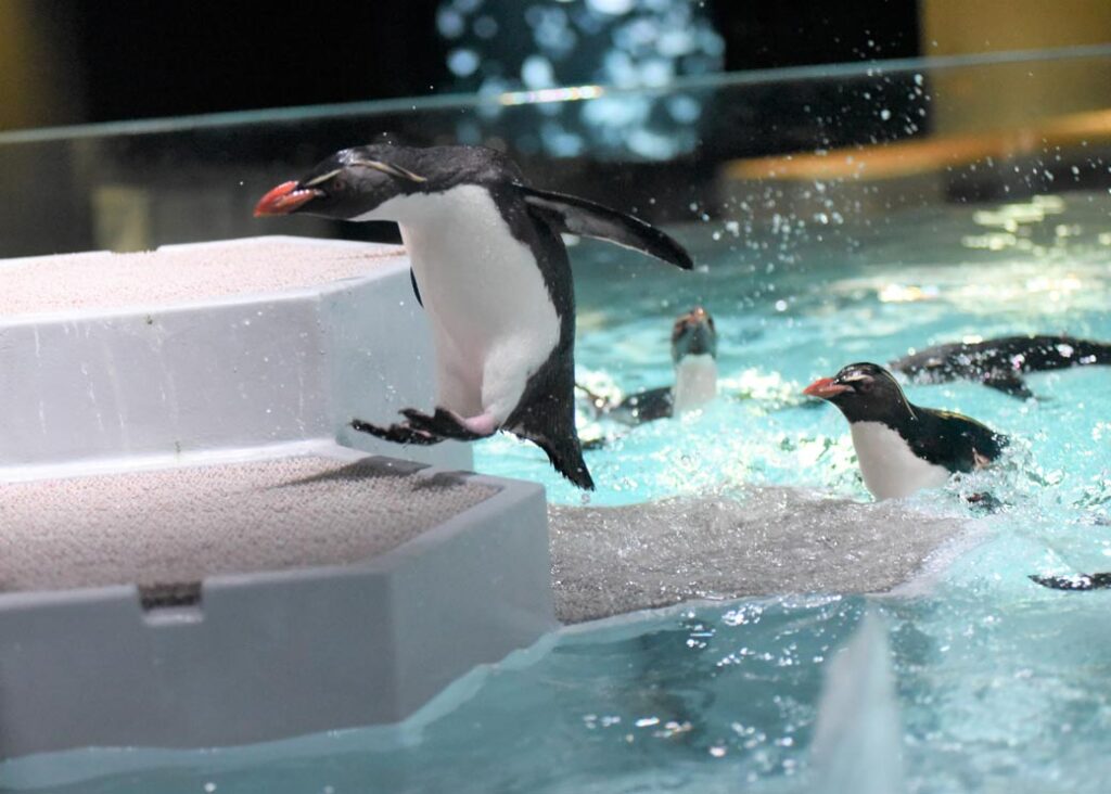 Read more about the article AOAO SAPPORO